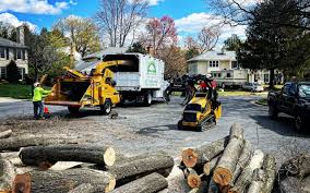 Professional  Tree Services in Holbrook, NY